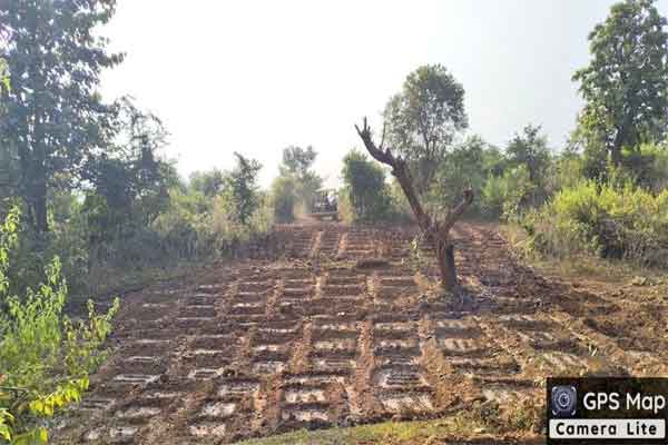 लातेहार: अफीम की खेती के खिलाफ पुलिस का एक्शन, 10 एकड़ में लगी फसल नष्ट