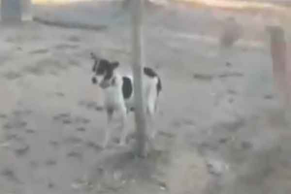 रांची: खंभे से बांधकर कुत्ते को पीट-पीटकर मार डाला, थाना में शिकायत, 2 की गिरफ्तारी