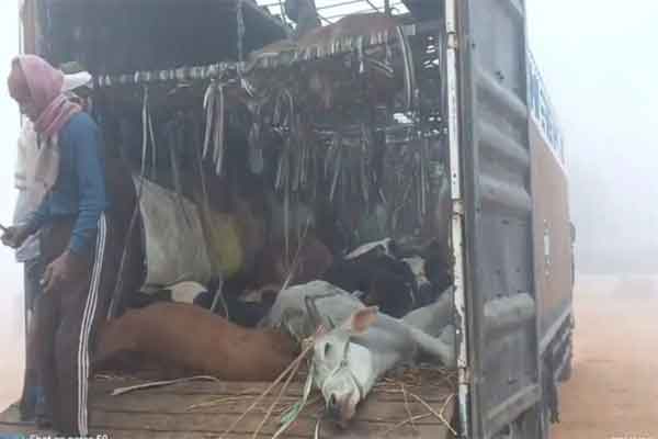 हजारीबाग: NH पर धड़ल्ले से हो रही पशु तस्करी, पुलिस की कार्यप्रणाली पर गंभीर सवाल