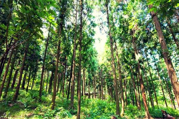 वनों के संरक्षक रहे समुदाय हाशिए पर, पूंजीपतियों को मिल रहा लाभ