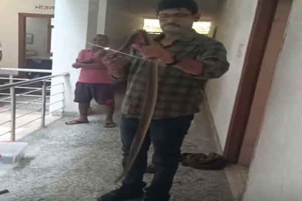 सचिवालय के बाद अब थाना में भी सांप,फाइलों की कर रहा था निगरानी