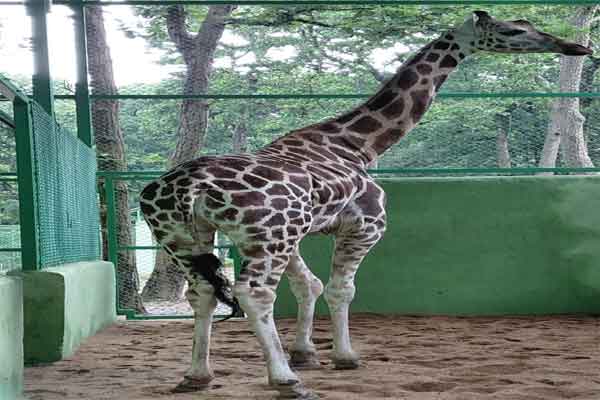 बिरसा मुंडा जू: जिराफ मिष्टी के मामले में किया गया क्वारंटाइन के नियमों का उल्लंघन