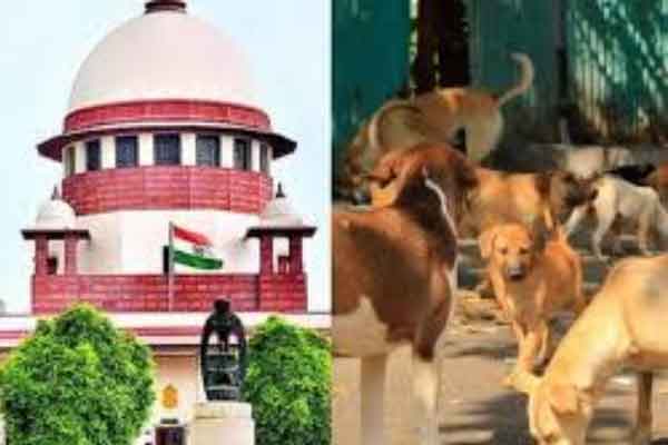 आठ सप्ताह के अंदर दिल्ली-NCR को आवारा कुत्तों से मुक्त करें :  सुप्रीम कोर्ट