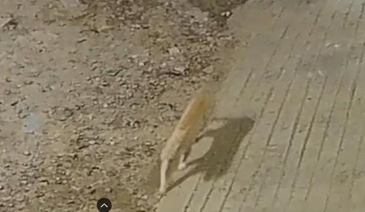 रांची के खेलगांव इलाके में चार दिनों से घूम रहा तेंदुआ, वन विभाग पर निष्क्रियता का आरोप