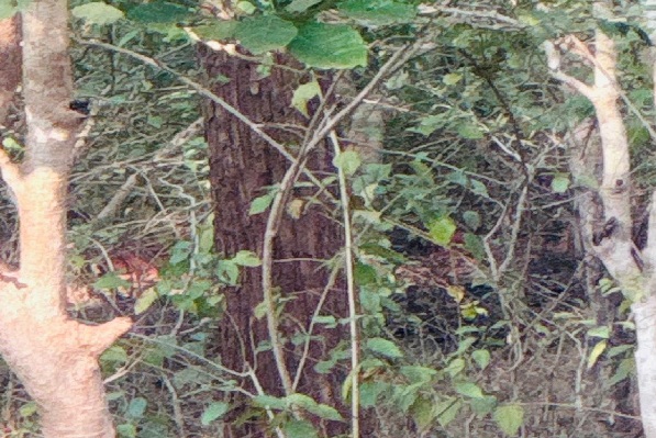 बेतला नेशनल पार्क में बाघ दिखने का दावा, सैलानियों ने बनाया वीडियो