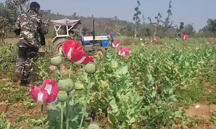 लातेहार:  30 एकड़ अफीम की खेती पर चला ट्रैक्टर, नशा तस्करों को कड़ा संदेश