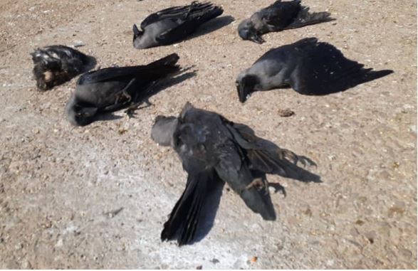 भागलपुर: 127 कौओं की मौत से हड़कंप, वन विभाग ने शुरू की जांच