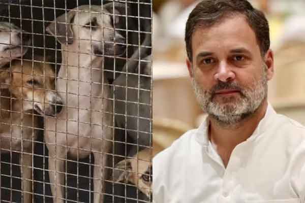 आवारा कुत्तों पर SC का आदेश अदूरदर्शी और करुणाहीन :  राहुल गांधी