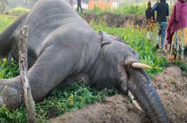 रामगढ़ :  चोपादारू गांव में जंगली हाथी की रहस्यमयी मौत, वन विभाग ने इलाके में निगरानी बढ़ाई