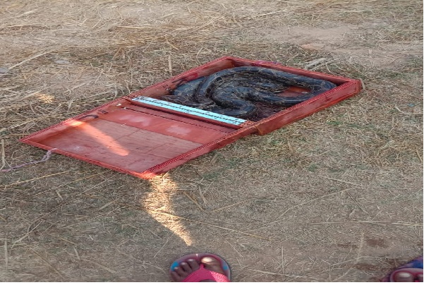 गिरिडीह :  खजाना सोच बक्सा खोला, निकला अजगर, वन विभाग ने किया रेस्क्यू