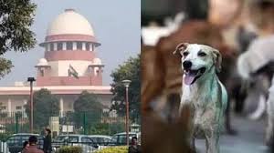 आवारा कुत्तों पर SC में सुनवाई, SG बोले-बच्चे मर रहे, सिब्बल ने कहा-संवेदनहीन फैसला, फैसला सुरक्षित