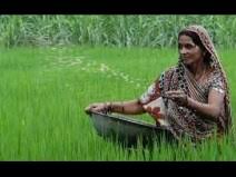 झारखंड के किसानों के लिए बड़ी पहल, लैंप्स-पैक्स होंगे पूरी तरह कंप्यूटरीकृत