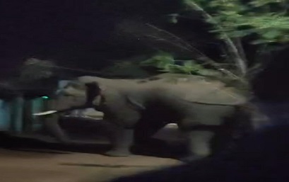 जमशेदपुर:  सालदोहा में हाथी का उत्पात, मानुषमुड़िया मुख्य पथ पर घंटों बाधित रहीं आवाजाही