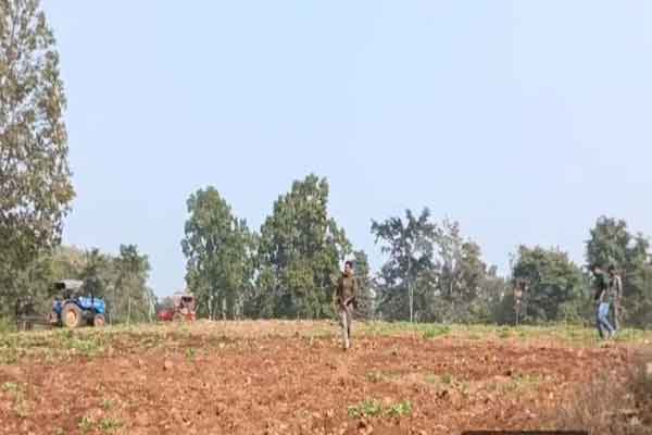 लातेहार पुलिस की कार्रवाई :  16 एकड़ में लगी अवैध अफीम की खेती को किया नष्ट