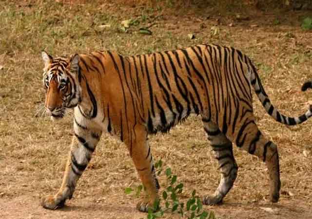 रांची से सटे नामकुम के जंगल में बाघ आने की सूचना से दहशत