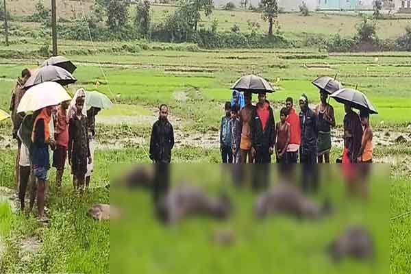 लातेहार :  11 हजार वोल्ट तार की चपेट में आकर मवेशियों की मौत, बिजली विभाग पर लापरवाही का आरोप