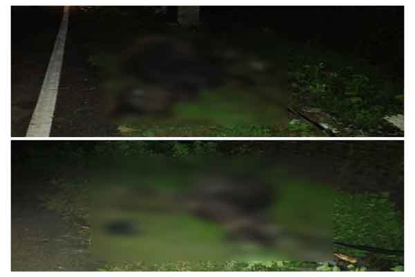 चतरा : करंट की चपेट में आकर दो मवेशियों की मौत, बिजली विभाग पर लापरवाही का आरोप