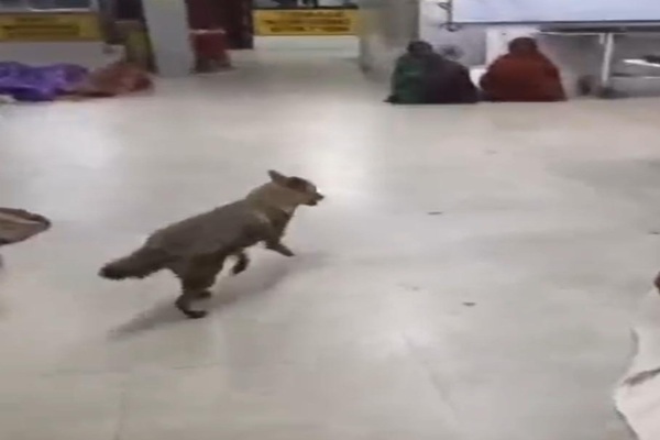 SNMMCH के सर्जिकल ICU में घुसा सियार,  सुरक्षा व्यवस्था पर उठे गंभीर सवाल