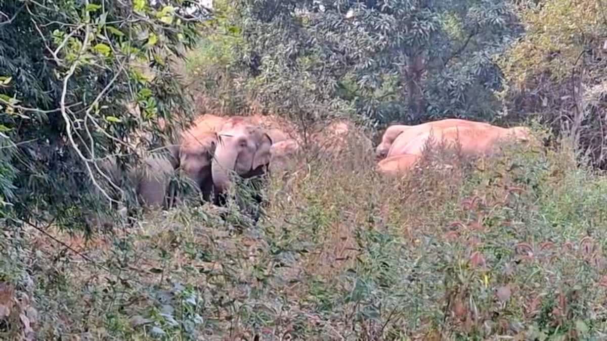 झारखंड-बिहार बॉर्डर पर 22 हाथियों के झुंड ने जमाया डेरा, ग्रामीणों में दहशत का माहौल