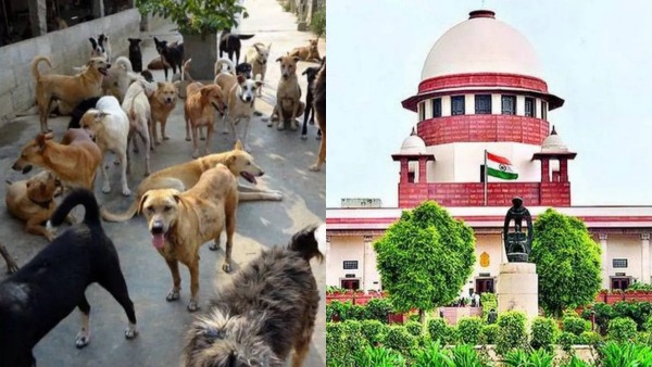 आवारा कुत्तों पर SC का बड़ा फैसला, सिर्फ आक्रामक व रेबीज संक्रमित होंगे शेल्टर में, अन्य को नसबंदी-टीका देकर छोड़ दें