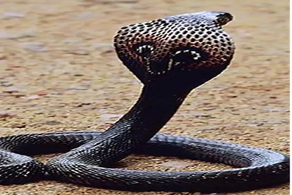 सिमडेगा :  बालिका आवासीय विद्यालय में नाग का ताडंव, गार्ड को भगा-भागाकर कई बार डसा