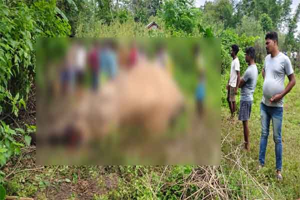 चांडिल :  नहीं थम रहा हाथियों की मौत का सिलसिला, मृत मिली हथिनी, पास में बिलखता उसका बच्चा