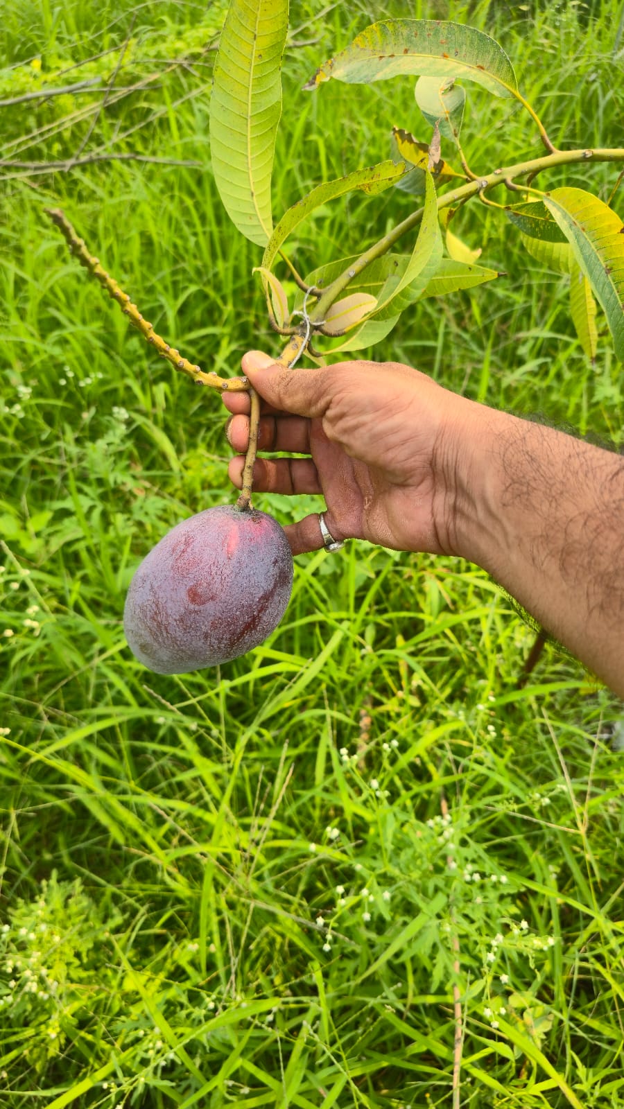 मैकलुस्कीगंज में मियाजाकी आम की खेती, कीमत सुन उड़ जाएंगे होश