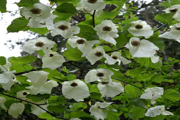 Uploaded Image