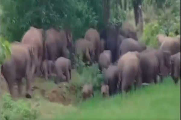 बोकारो :  42 हाथियों का झुंड ग्रामीण क्षेत्रों में घुसा, फसलों को पहुंचा रहा नुकसान