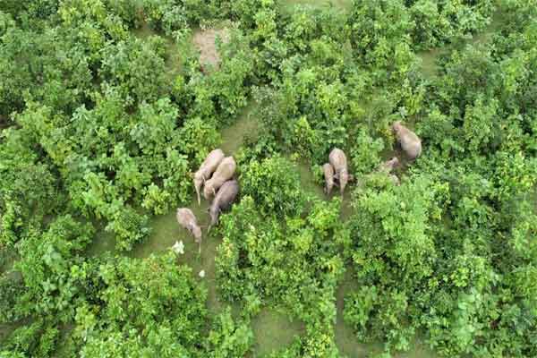 वन विभाग की नई पहल, अब हाईटेक ड्रोन से होगी जंगलों और हाथियों की निगरानी