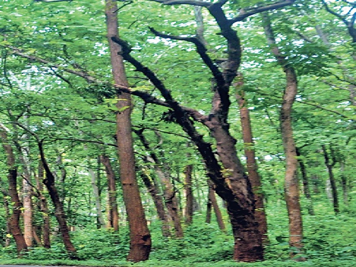 झारखंड के जंगलों में खजाने के साथ खतरा भी, उपयोगी पेड़-पौधों के साथ बढ़ रहीं आक्रामक झाड़ियां