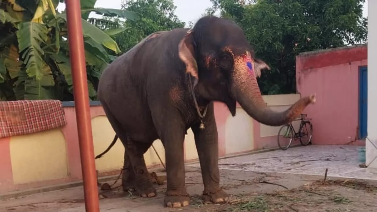 पलामू से चोरी हुई एक करोड़ की हथिनी जयामति छपरा से बरामद, साझेदार-महावत पर 27 लाख में बेचने का आरोप