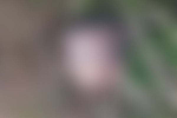 पलामू :  टेढ़वा पूल के पास नवजात का कटा सिर बरामद, इलाके में सनसनी