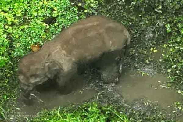 सारंडा के बीहड़ जंगल में IED विस्फोट से हाथी घायल, वन विभाग कर रही तलाश
