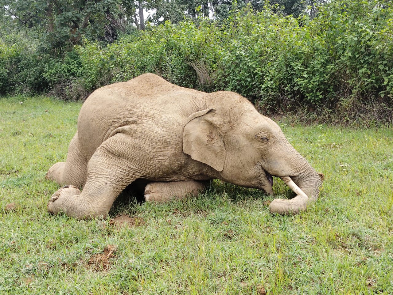 चांडिल : संदिग्ध परिस्थिति में मिला जंगली हाथी का शव, विभाग में मचा हड़कंप