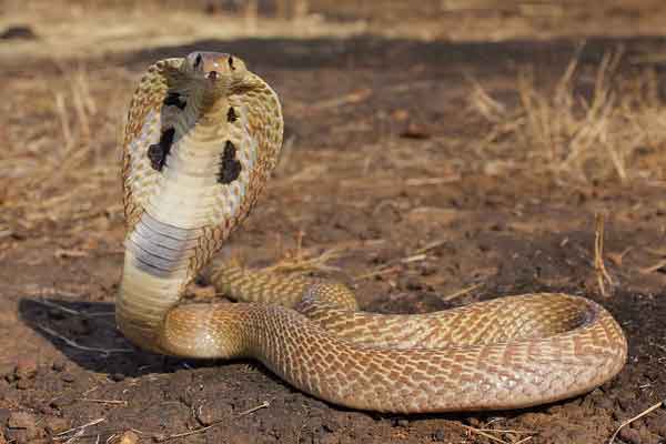 मधुबनी :  सांप के डंसने से दो सगी बहनों की मौत, सदमे में परिजन