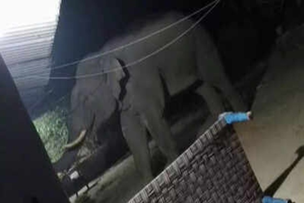 चाईबासा के गोईलकेरा में हाथी का तांडव, पिता समेत दो मासूम बच्चों की कुचलने से मौत