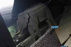 चाईबासा :  दंतैल हाथी ने एक ही परिवार के पांच लोगों को कुचलकर मारा, एक सप्ताह में 17 मौतें