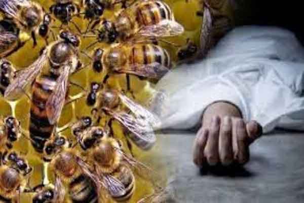 बेगुसराय :  मधुमक्खी के डंक मारने से युवक की गई जान