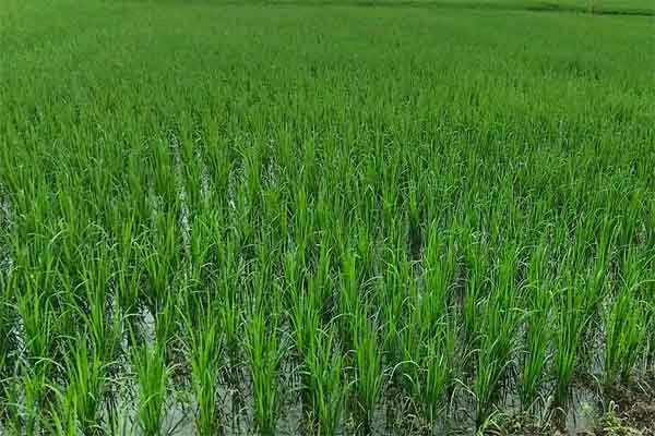 झारखंड में अनाजों के फसल क्षेत्र में 36 फीसदी की कमी,  सिंचाई साधनों से सिंचाई में भी गिरावट