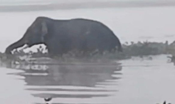 ओरमांझी में जंगली हाथियों का आतंक, दो ग्रामीण घायल, क्षेत्र में दहशत