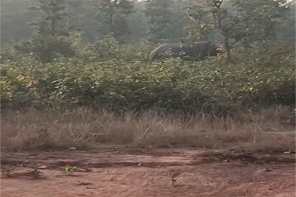 बहरागोड़ा: मांगड़ोसोल गांव में हाथियों का उत्पात, रातभर मशाल लेकर डटे रहे वनकर्मी