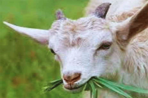 मुजफ्फरपुर:  खेत में बकरी घुसने को लेकर हुए विवाद में महिला की हत्या, बाल-बाल बचा पति