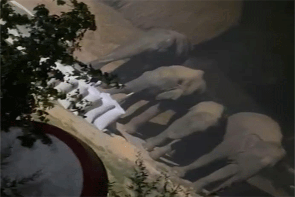 रामगढ़ : जंगली हाथियों ने फिर ली एक व्यक्ति की जान, दहशत में लोग, प्रशासन से लगा रहे गुहार