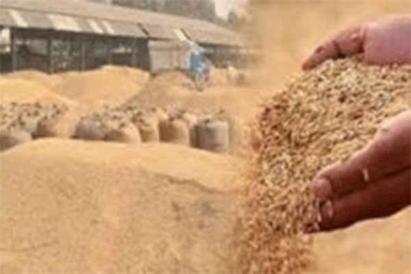 अब तक 14.77 लाख क्विंटल हो चुकी है धान की खरीद,  60 लाख क्विंटल है लक्ष्य