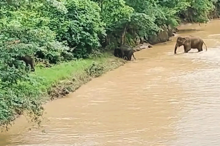 लातेहार :  जंगली हाथियों का आतंक, युवक को पटक-पटकर मार डाला