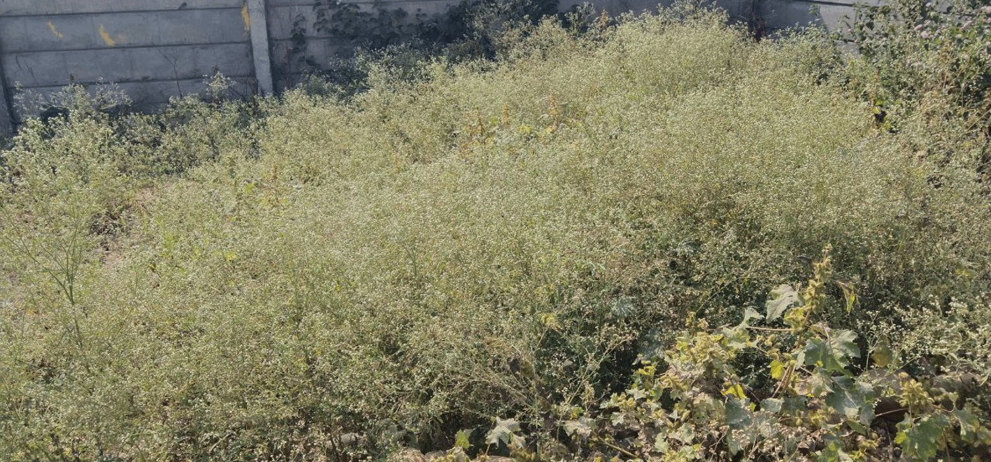 रांची में गाजरघास जागरूकता सप्ताह: दिव्यायन केंद्र ने किसानों और छात्रों को किया जागरूक