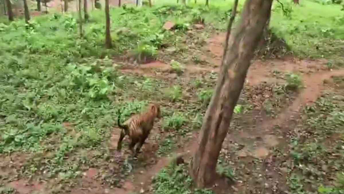 सिल्ली  से रेस्क्यू बाघ को पलामू टाइगर रिजर्व में छोड़ा गया