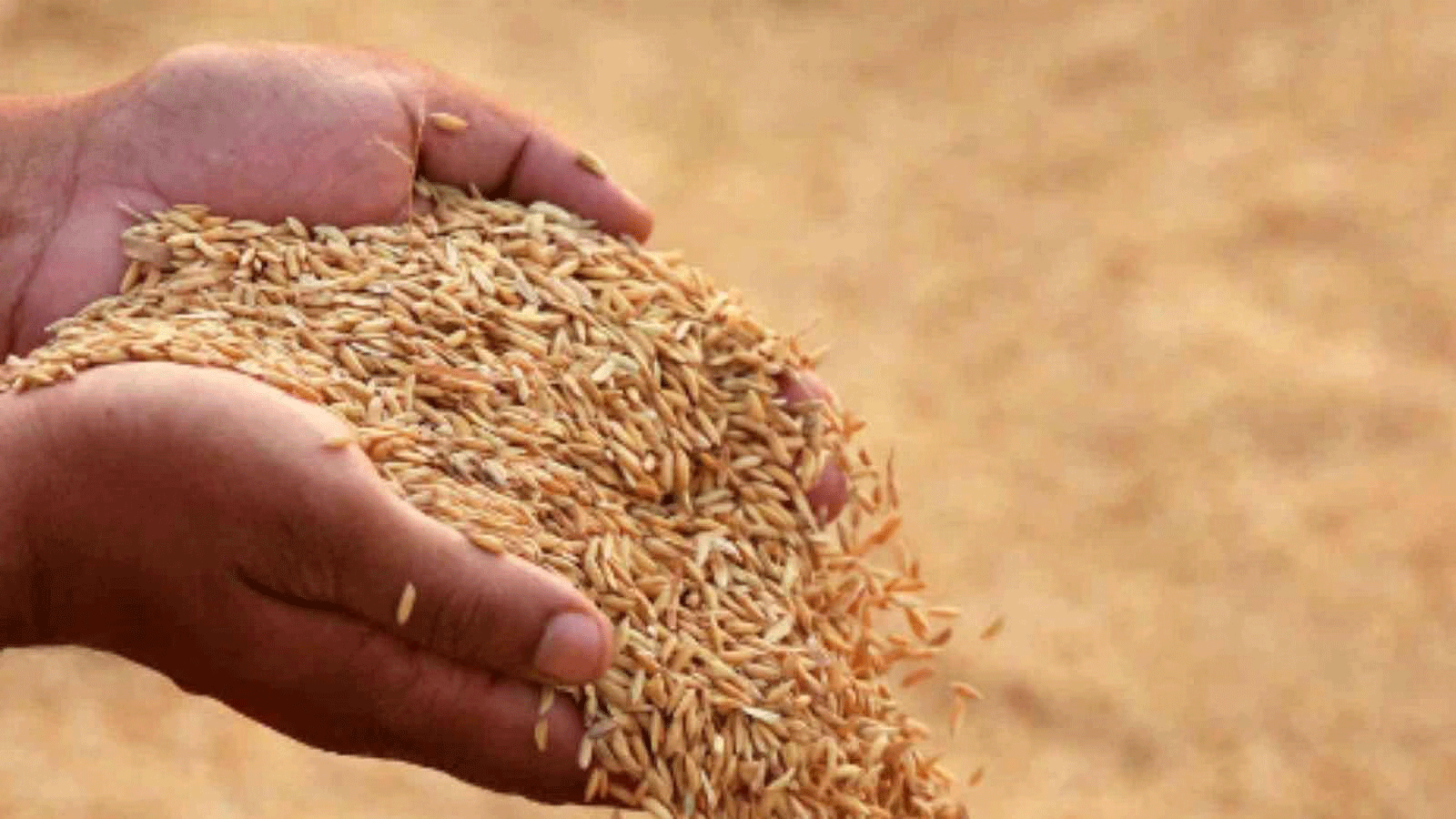 2.5 लाख पंजीकृत किसानों में से सिर्फ 58,858 ने ही धान बेचा, 1.91 लाख ने नहीं दिखाई रूची