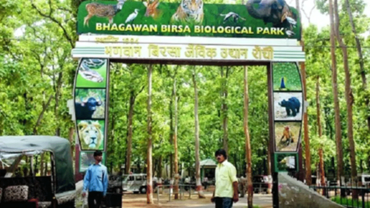 बिरसा जू लाए गए वाइल्ड डॉग (डोल), काला हंस, ग्रे पेलिकन, मॉनिटर लिजर्ड, एलेक्जेंड्रीन पाराकीट व बार्न आउल